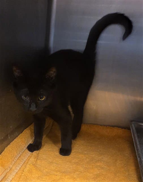 Bailey - Domestic Short Hair