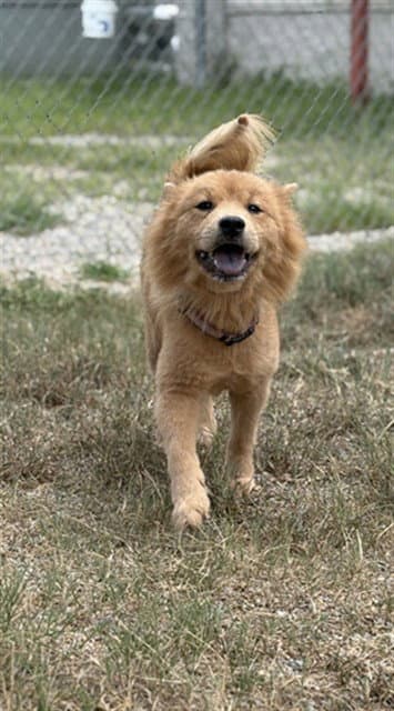 Dee Dee - Chow Chow