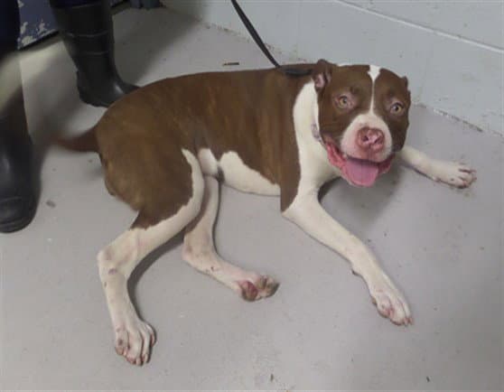 Estrella - Pit Bull Terrier