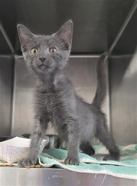 Platinum - Domestic Short Hair