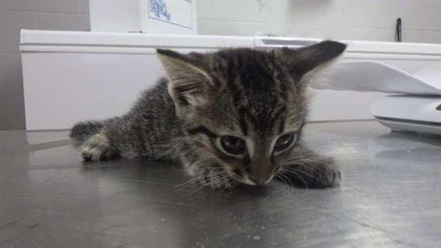 Alex - Domestic Short Hair
