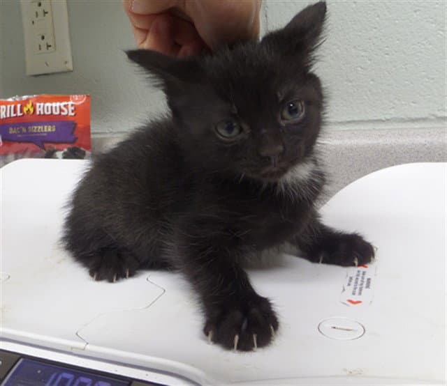 Emory - Domestic Short Hair