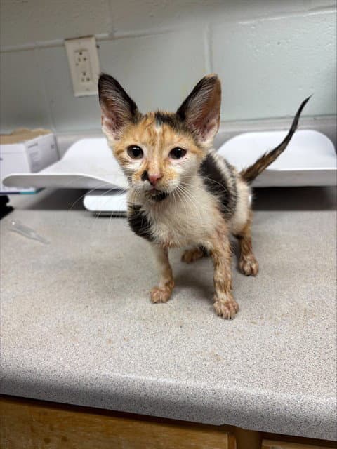 Rita - Domestic Short Hair