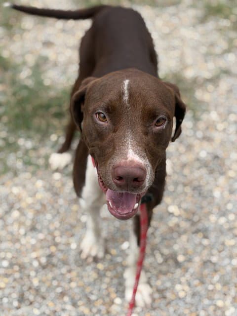 Jaeger - Labrador Retriever
