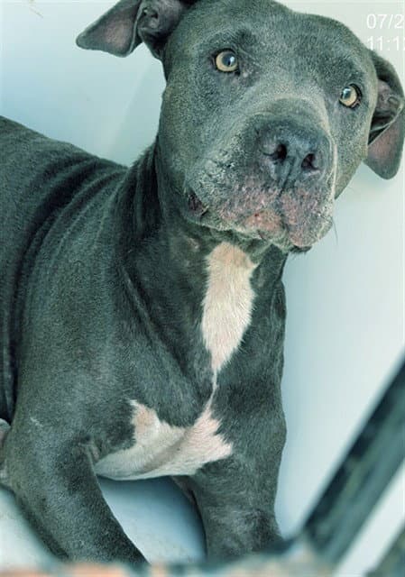 Jasmine - Pit Bull Terrier