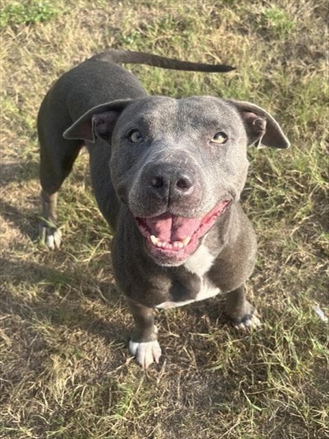 Jasmine - Pit Bull Terrier