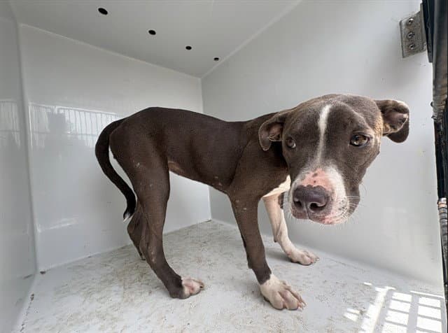 Moana - Pit Bull Terrier
