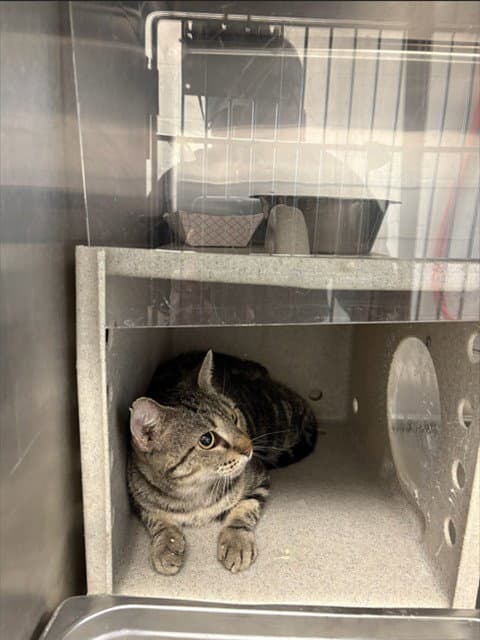 Purrina - Domestic Short Hair