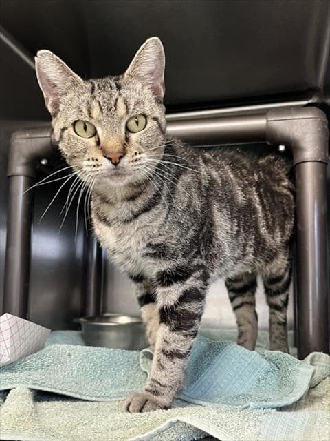 Purrina - Domestic Short Hair