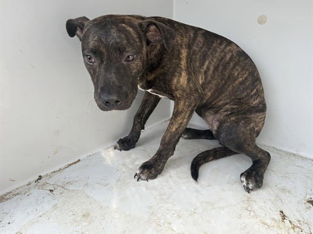 Wiggles - Pit Bull Terrier