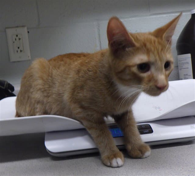 Dewie - Domestic Short Hair