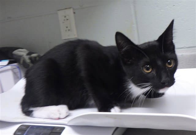 Hewie - Domestic Short Hair