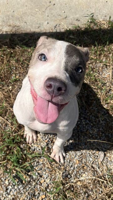 Hildy - Pit Bull Terrier