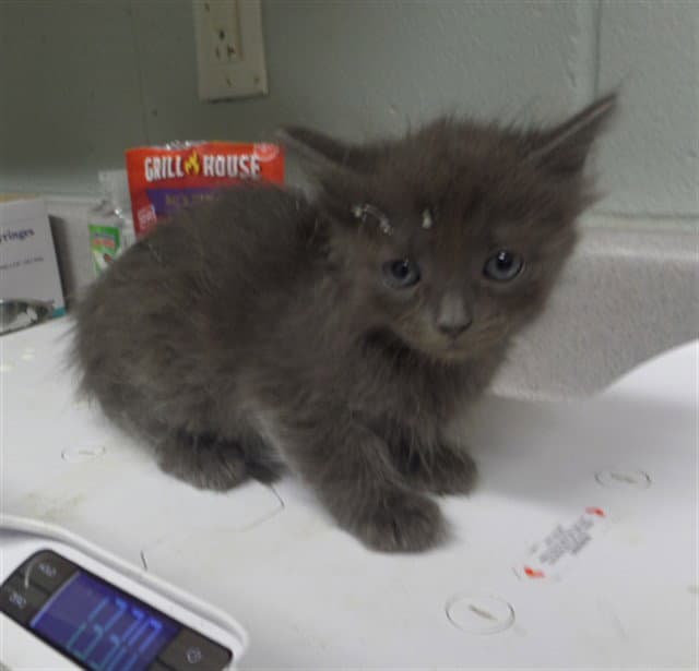Evie - Domestic Medium Hair