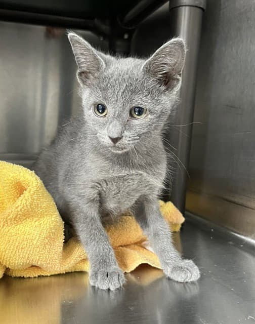 Rory - Domestic Short Hair