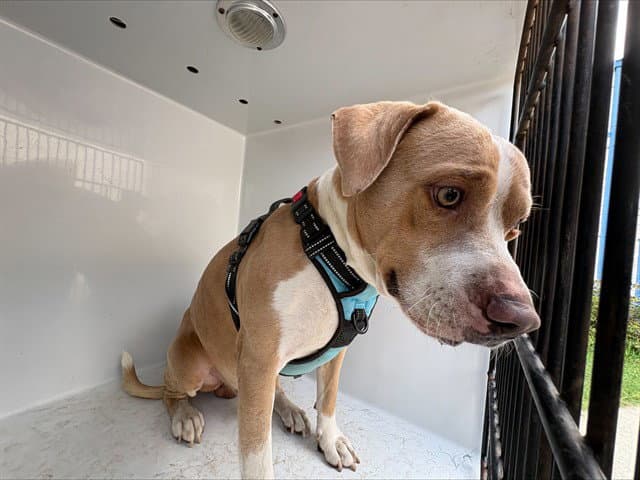 Ziggy - Pit Bull Terrier