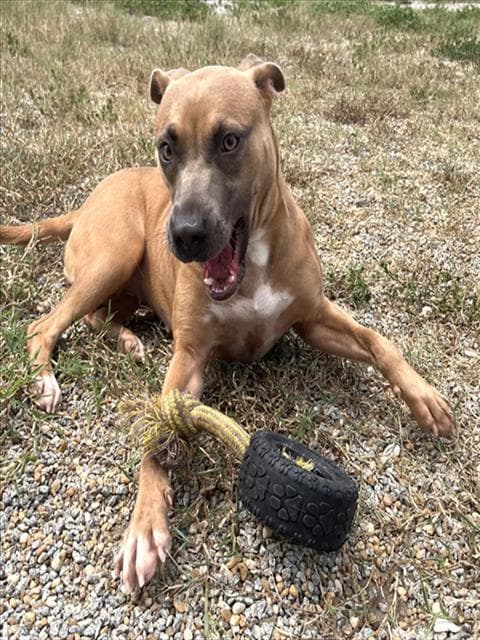Wendy's - Pit Bull Terrier