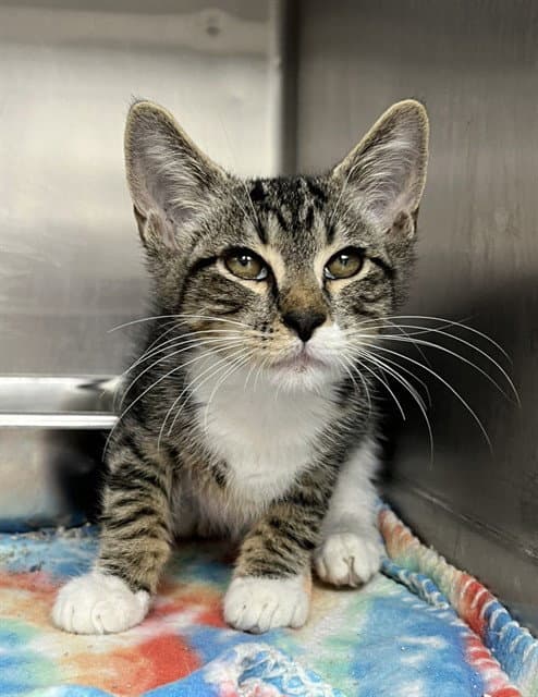 Wafer - Domestic Short Hair