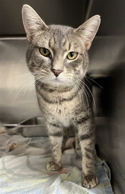 Goober - Domestic Short Hair