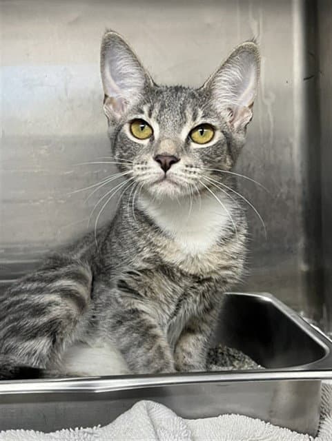 Razzle - Domestic Short Hair