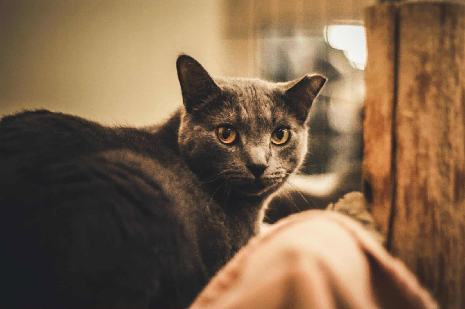 Sage - Domestic Short Hair