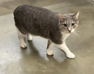 Beth - Domestic Short Hair
