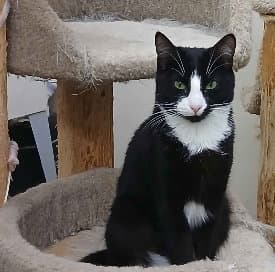 Hissy Fit - Domestic Short Hair
