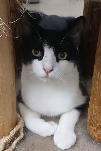 Toaster - Domestic Short Hair