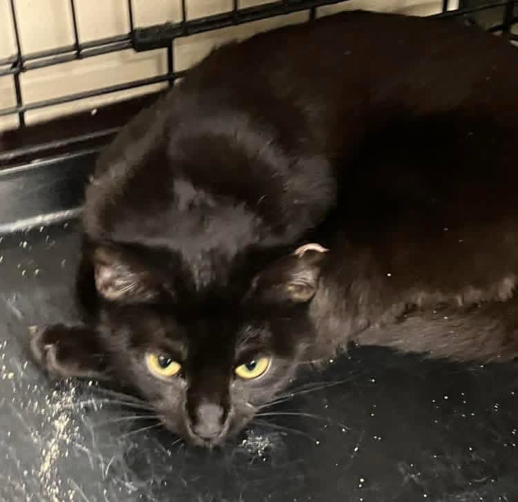 Lucy - Domestic Short Hair