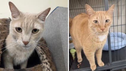 Olaf And Bruno - Tabby
