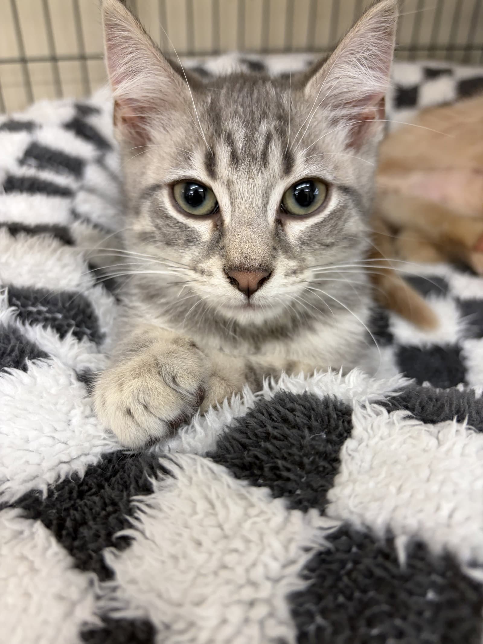 Nola - Tabby