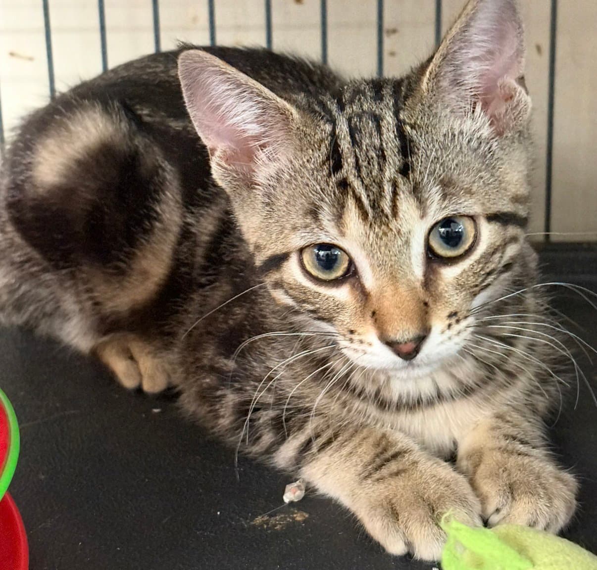Romulous - Tabby