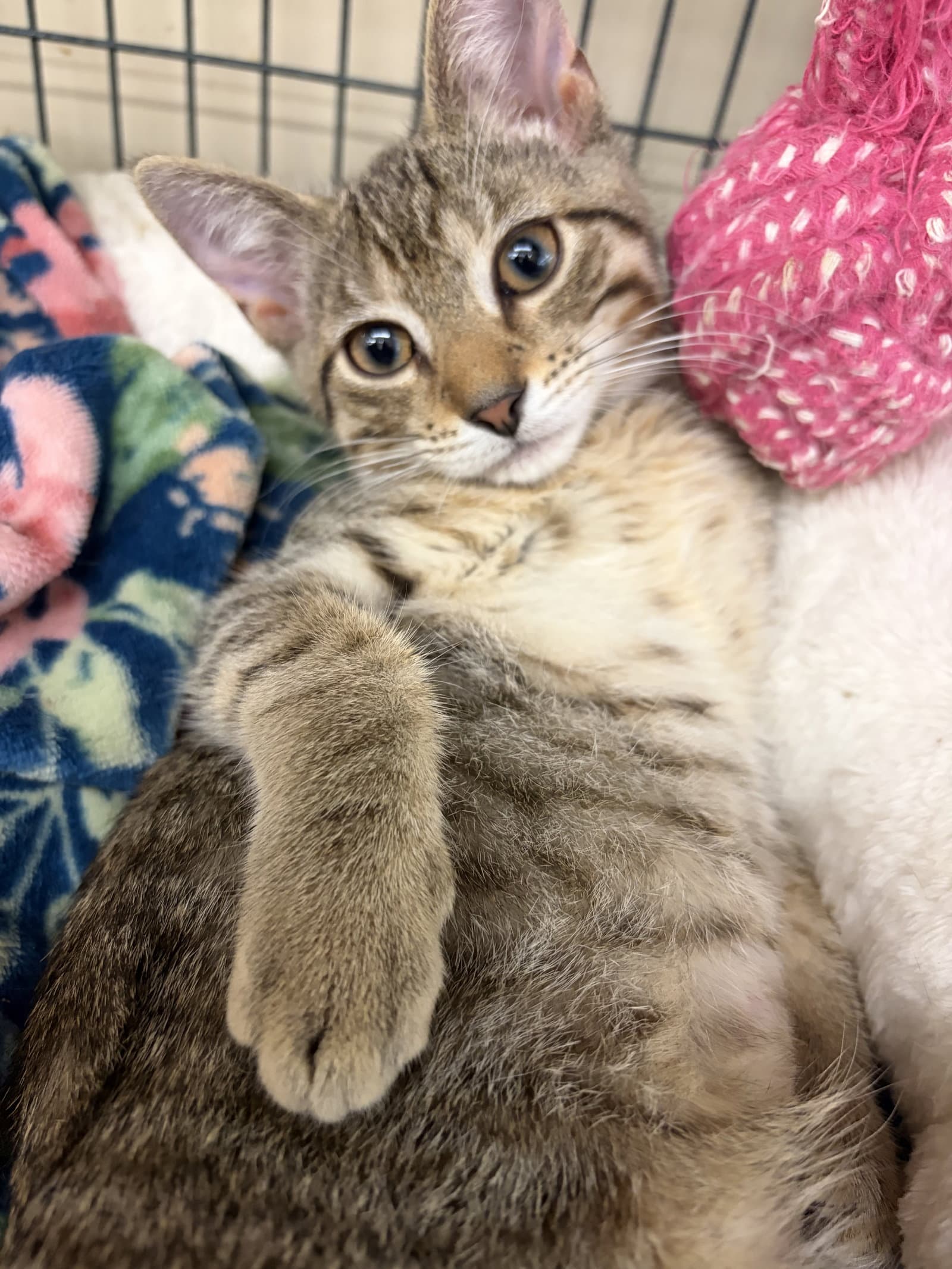 Autumn - Tabby
