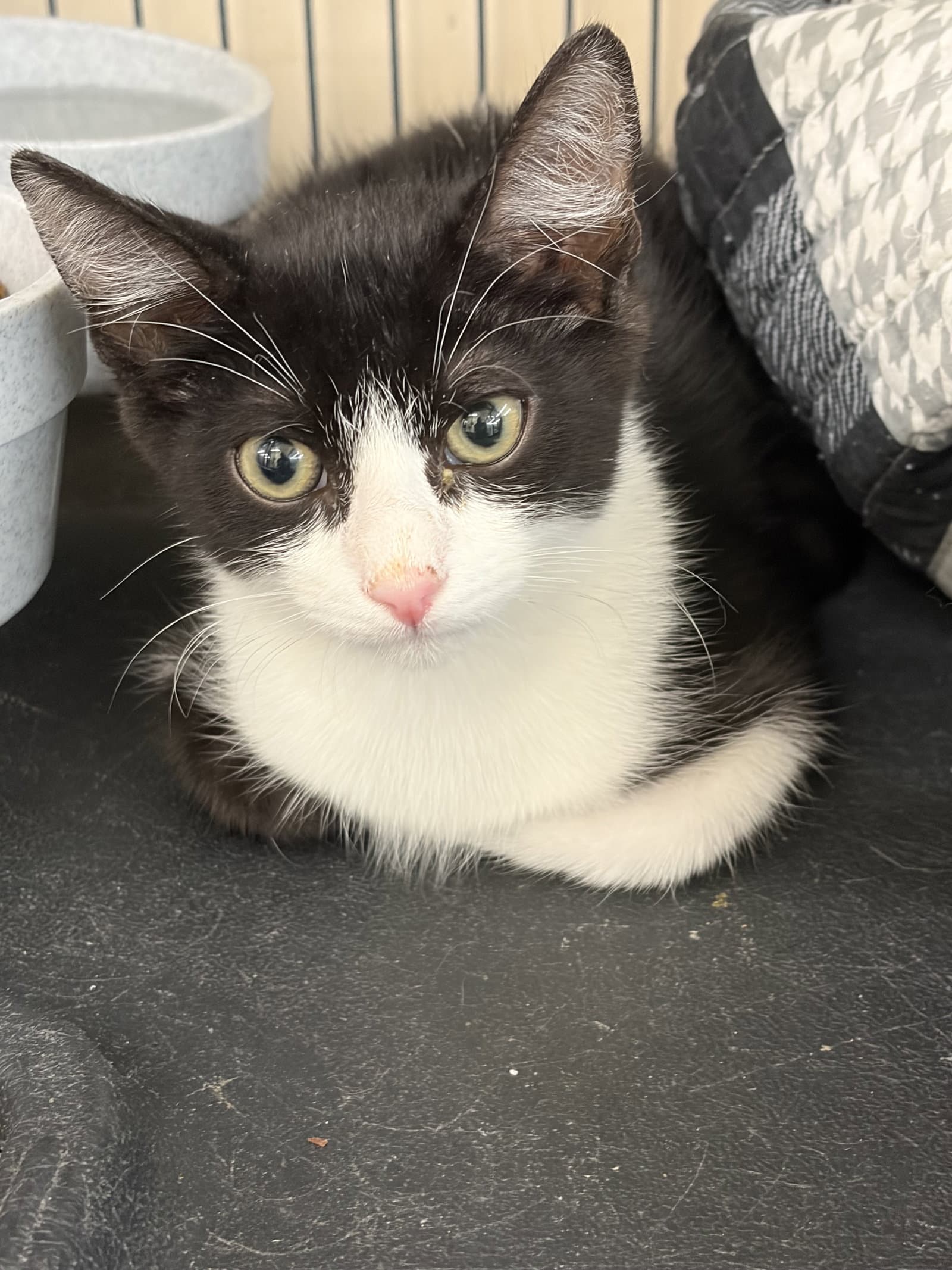 Ravioli - Tuxedo