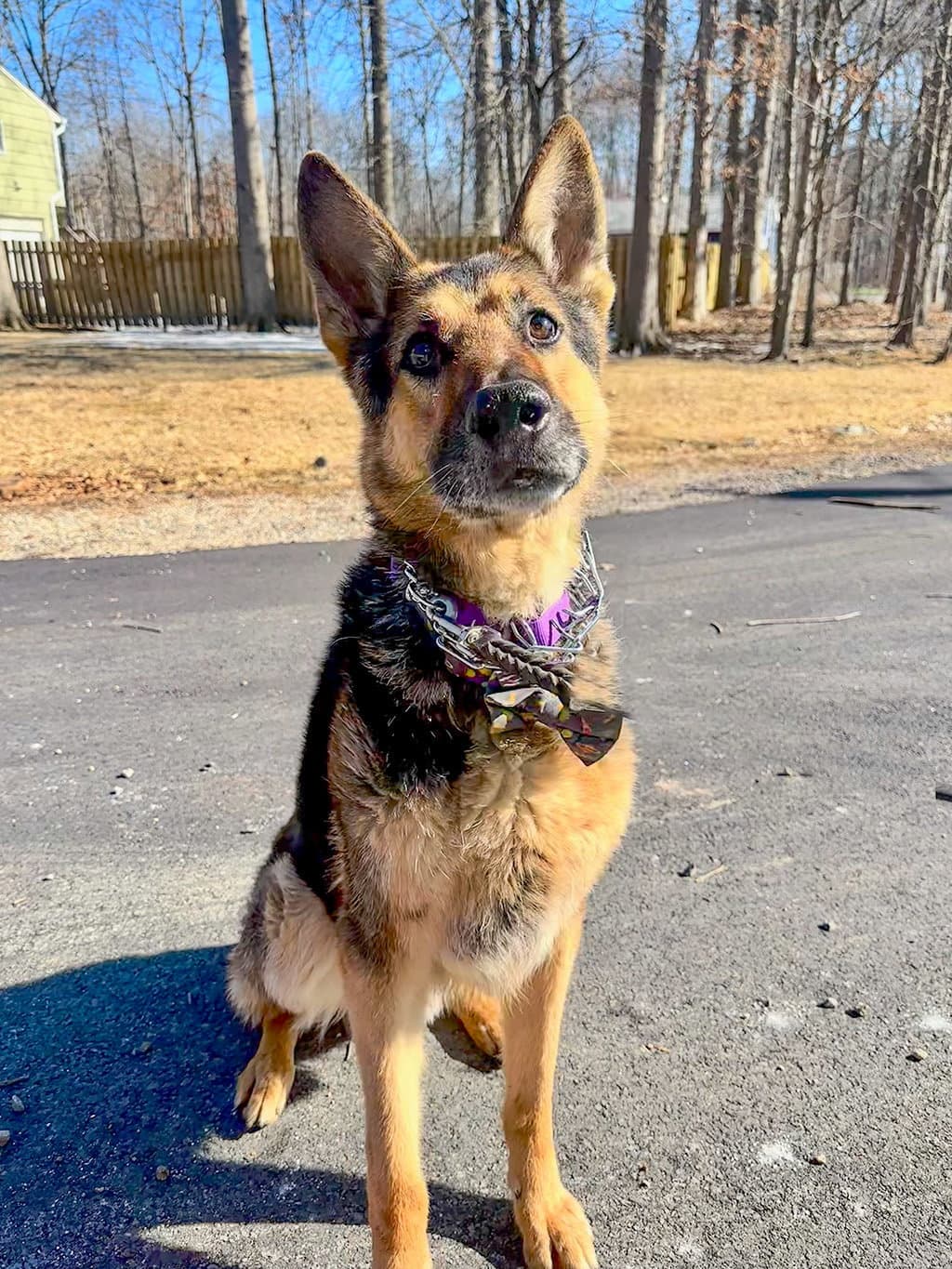 Jasper - German Shepherd Dog