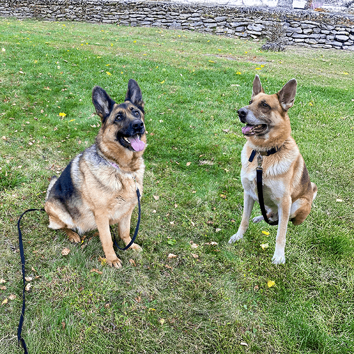 Harley With Joker - German Shepherd Dog