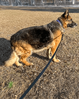 Sadie image 1