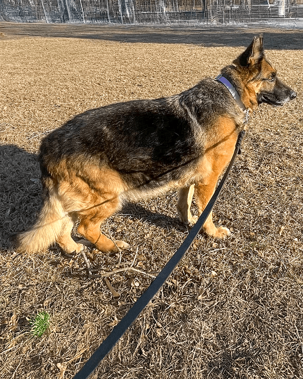 Sadie - German Shepherd Dog