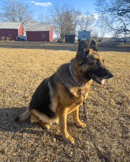 Sadie image 2