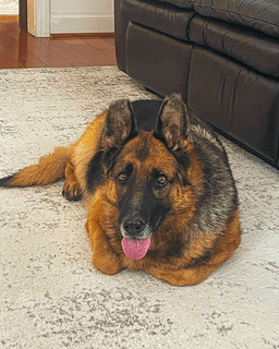 Sadie image 3