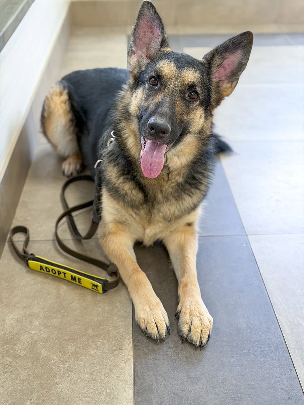 Bella - German Shepherd Dog
