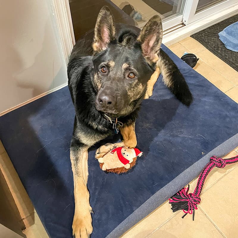 Vader - German Shepherd Dog