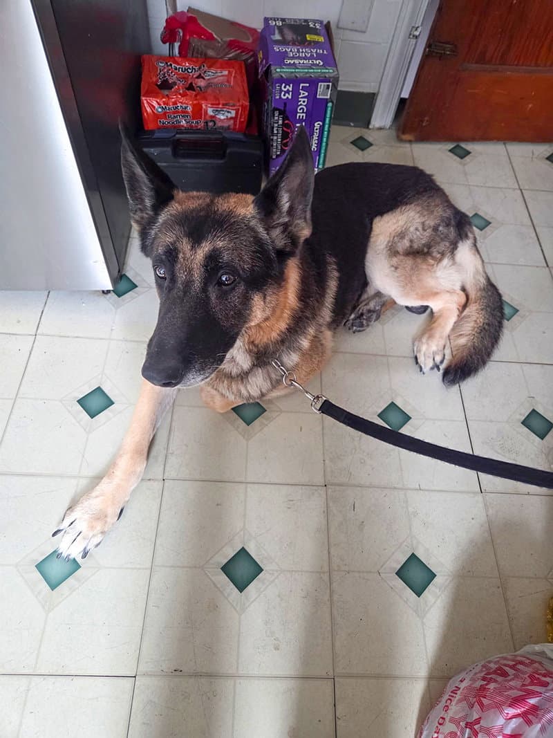 Moses - German Shepherd Dog