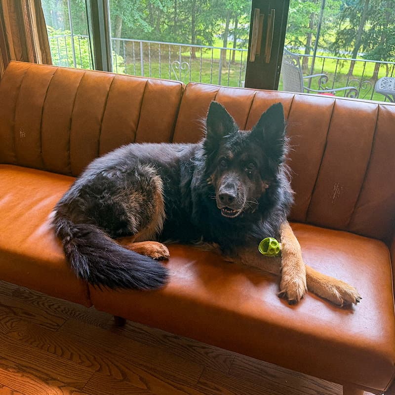 Rocco - German Shepherd Dog