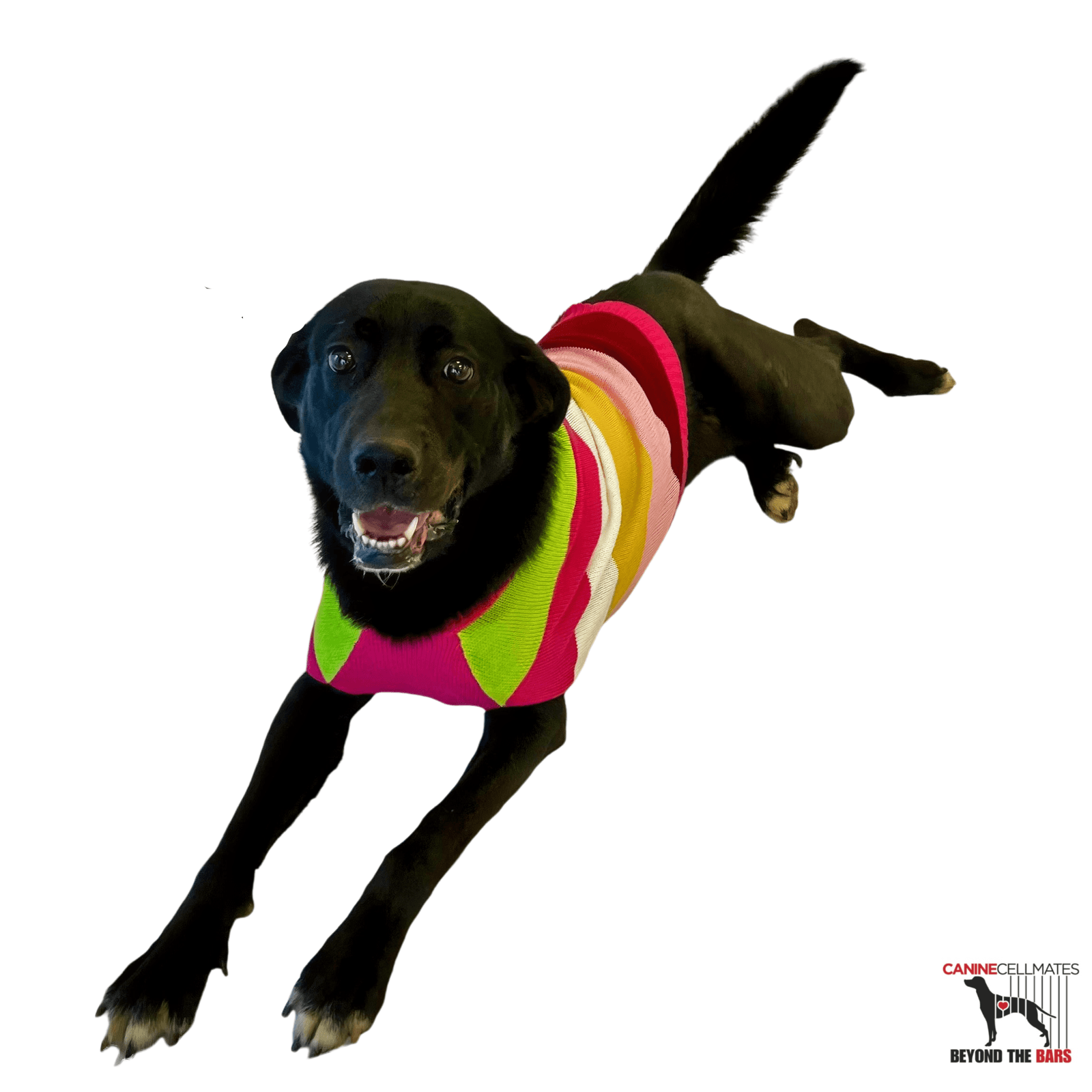 Bama - Labrador Retriever