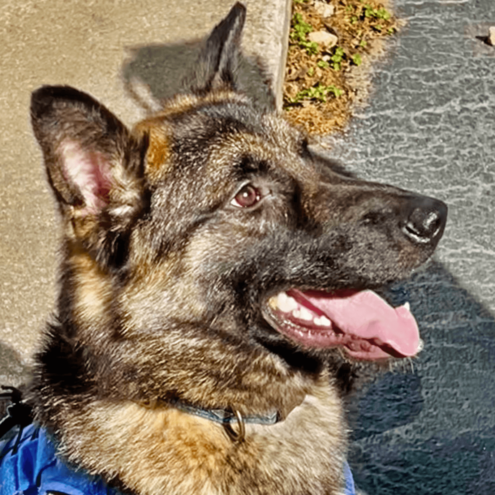 Rocky - German Shepherd Dog