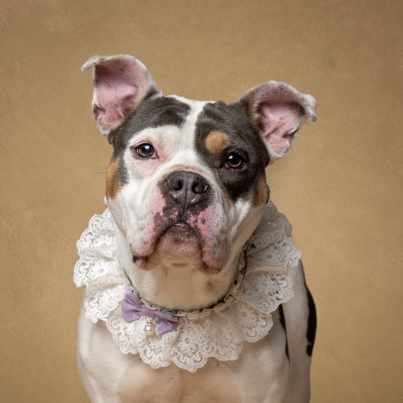 Peppa - American Bulldog