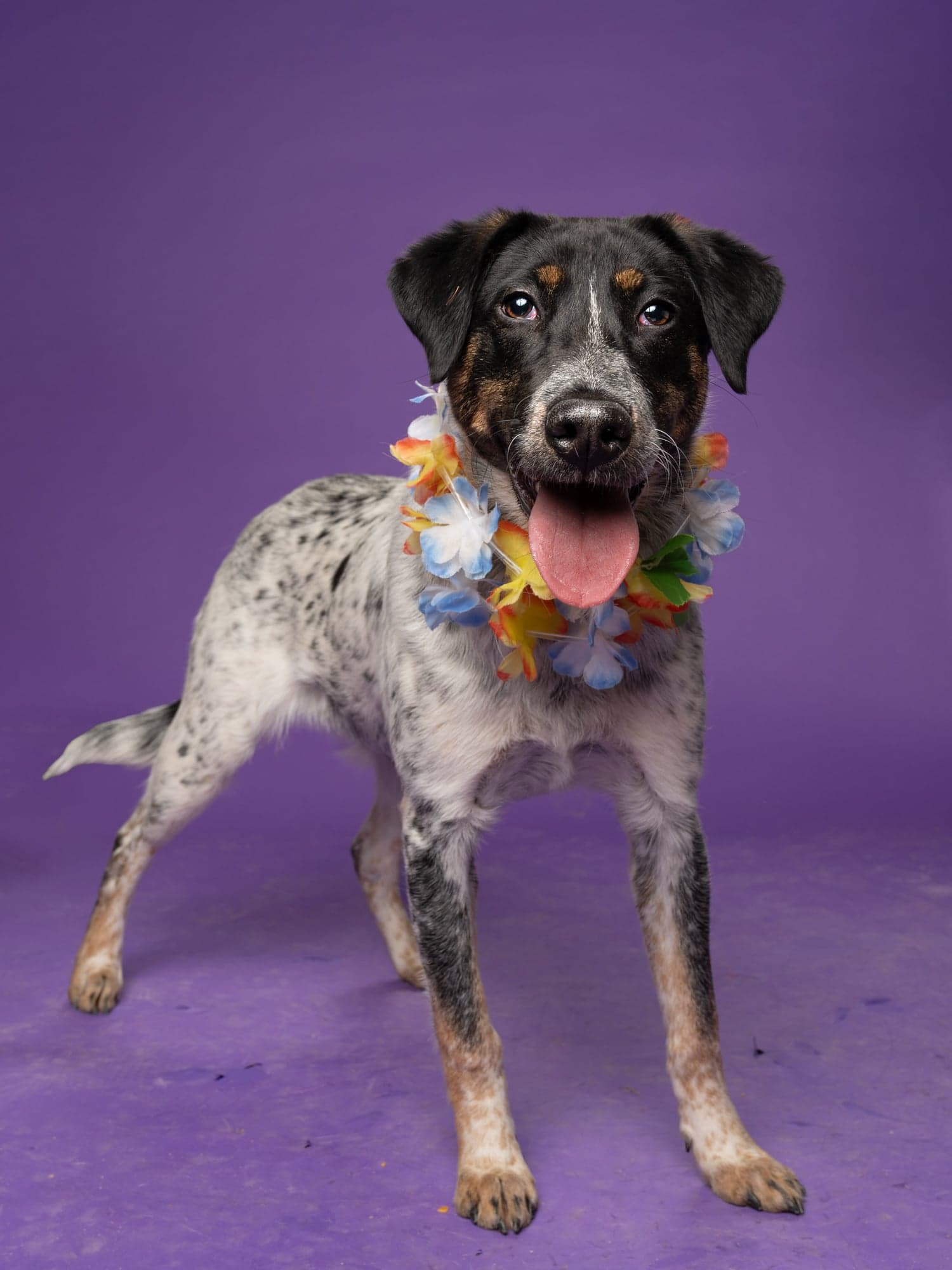 Tweety - Australian Cattle Dog/Blue Heeler