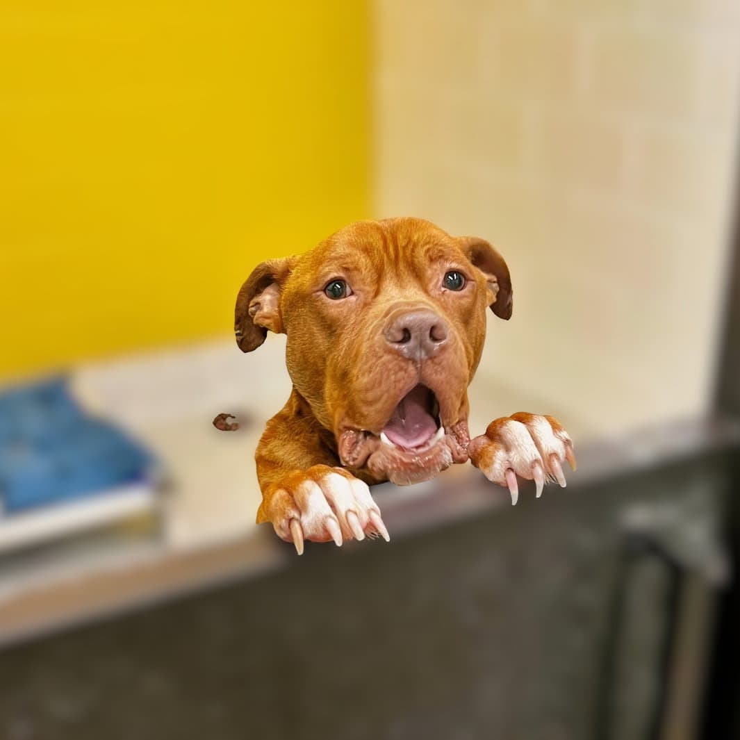 Yogi - Pit Bull Terrier