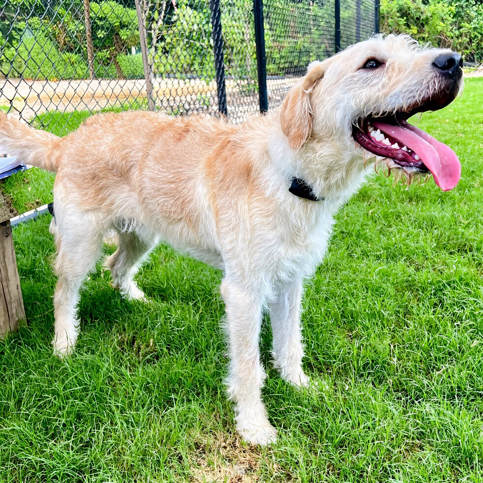 Wiggy Wiggler - German Wirehaired Pointer